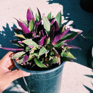 3" Tradescantia Spathacea